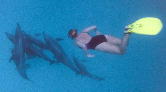 Jane Prowse swimming with dolphins